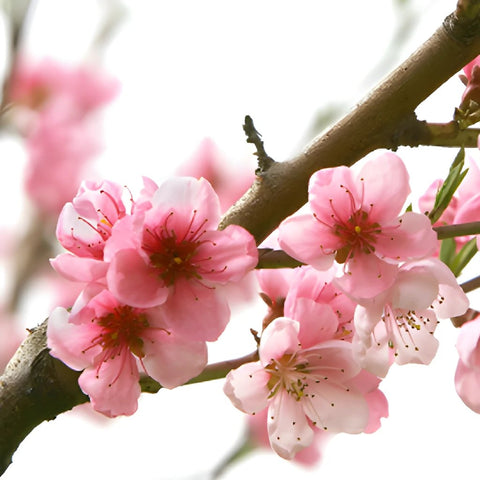Blooming Pink Peach Blossom Branches