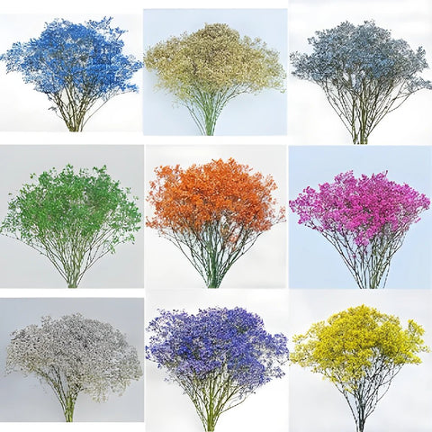 Choose Your Own Airbrushed Baby's Breath
