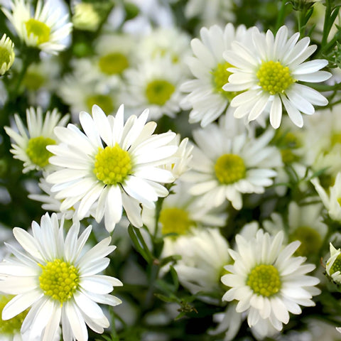 Aster Flowers White