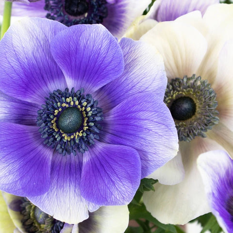 Bicolor Violet Anemone Flower Up Close