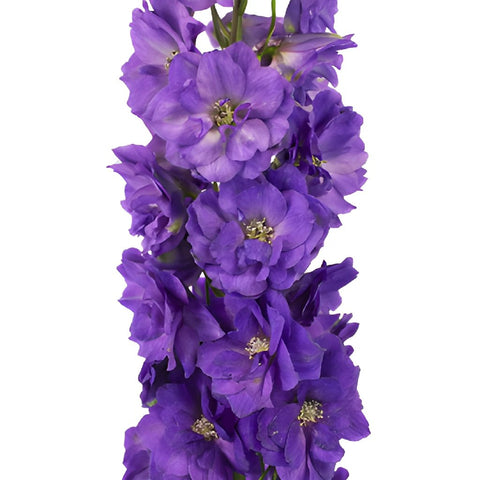 Delphinium Black Velvet Purple Wholesale Flower Stem