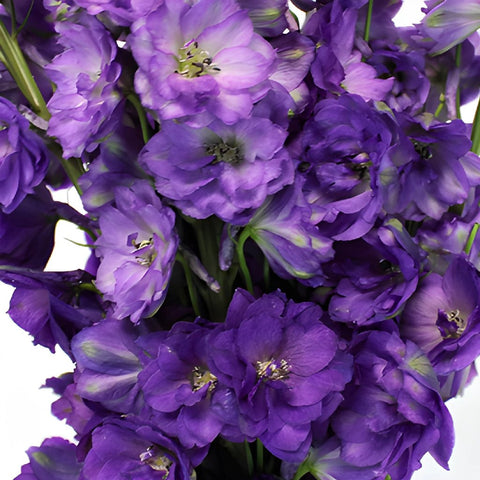 Delphinium Black Velvet Purple Wholesale Flower Up close