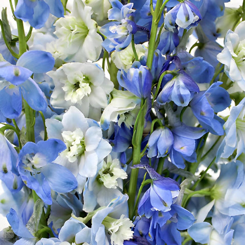 Delphinium Blue Assorted Wholesale Flower Up close
