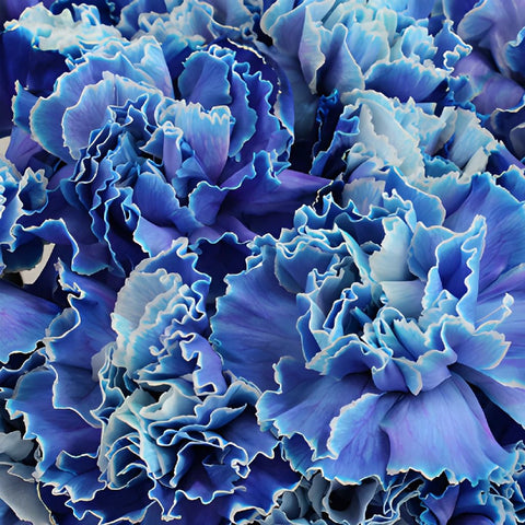Blue Tinted Wholesale Carnations Up close