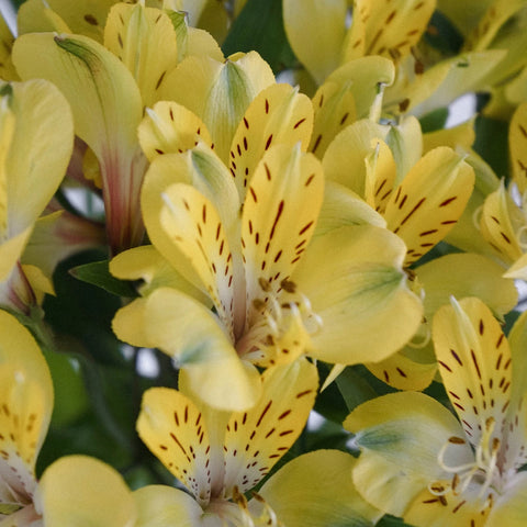 Bright Yellow Alstroemeria Flower Close Up - Image