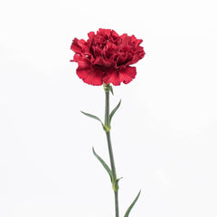 Bulk carnations online in FiftyFlowers