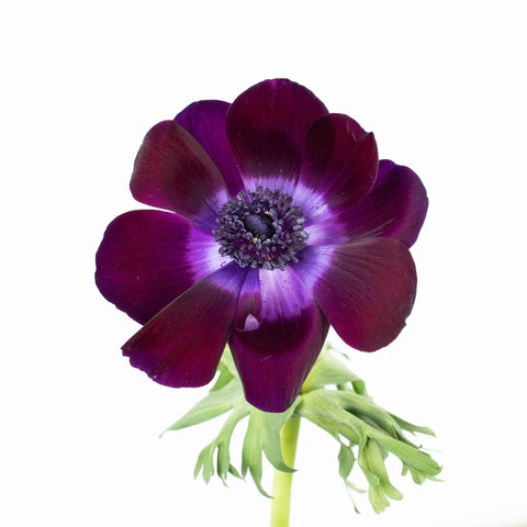 Burgundy Purple Anemone Flower Stem