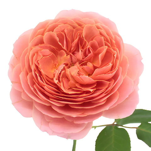 Cabbage Antique Pink Garden Rose Stem