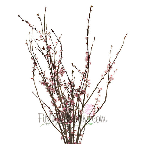 Blooming Pink Cherry Blossom Branches
