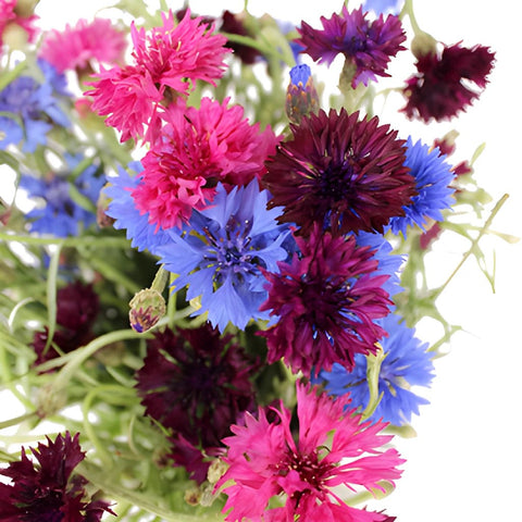 Assorted Color Cornflowers