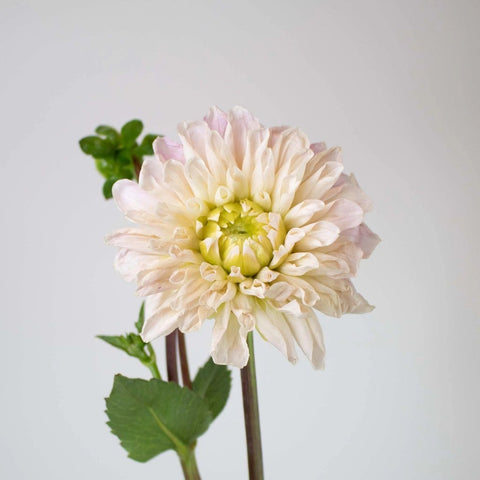 Cream Destiny Dahlia Flower Stem