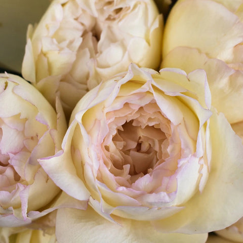 Cream Peony Piaget Rose Flower Up Close
