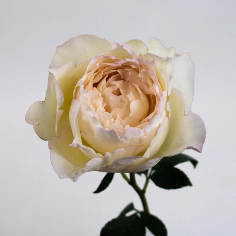 Cream Peony Piaget Rose Flower Stem
