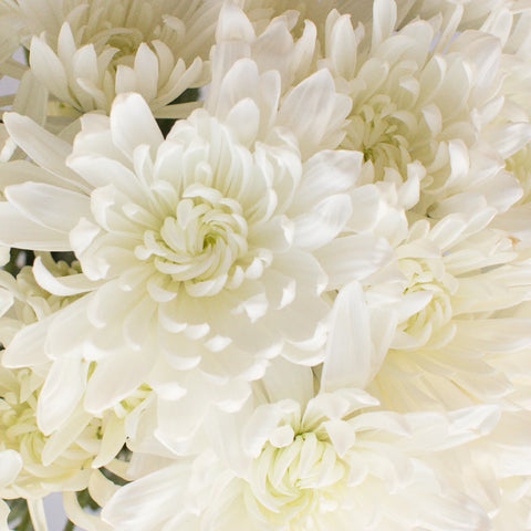 Daisy White Spray Dahlia Style Flower Close Up - Image