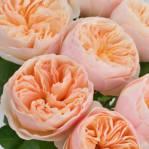 David Austin Peach Garden Roses up close