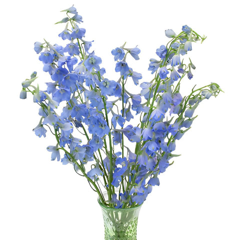 Delphinium Royal Light Blue Wholesale Flower In a vase