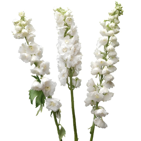 Delphinium White River Wholesale Flower FlatLay