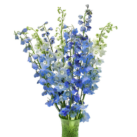 Delphinium Blue Assorted Wholesale Flower In a vase