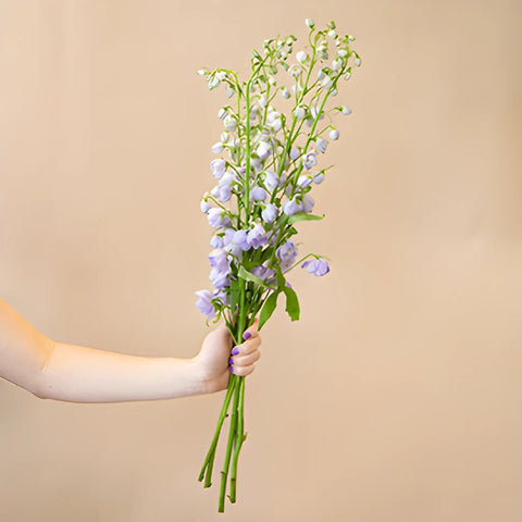 Delphinium Lavender Wholesale Flower Bunch in a hand