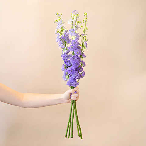 Delphinium Manuela Elatum Light Purple Wholesale Flower Bunch in a hand