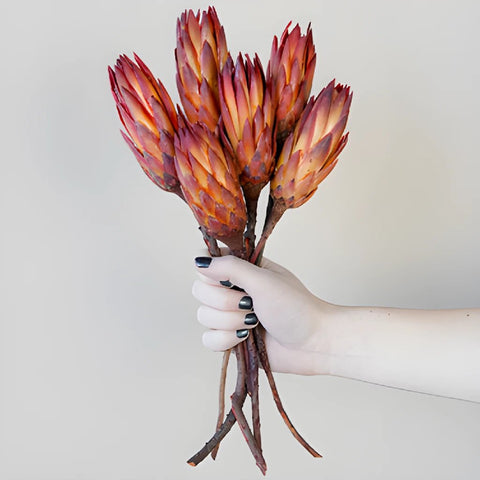 Dried Red Protea Flower
