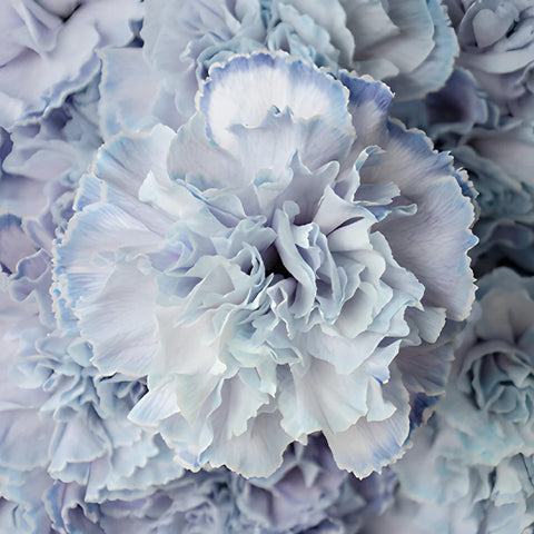 Dusty Blue Carnation Wedding Flowers Up Close