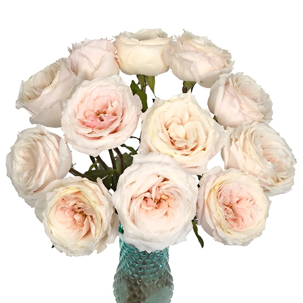 Wholesale garden roses in FiftyFlowers