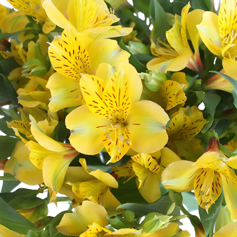 Golden Yellow Peruvian Lilies Close Up - Image