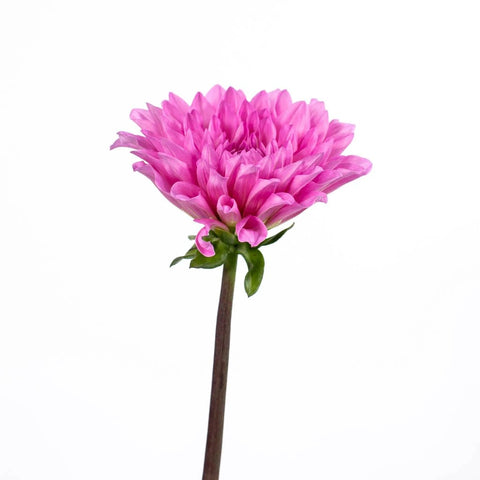 Hot Pink Dahlia Flower Stem