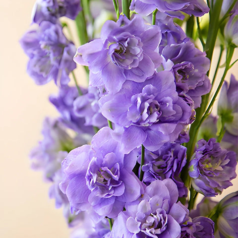 Delphinium Manuela Elatum Light Purple Wholesale Flower Up close
