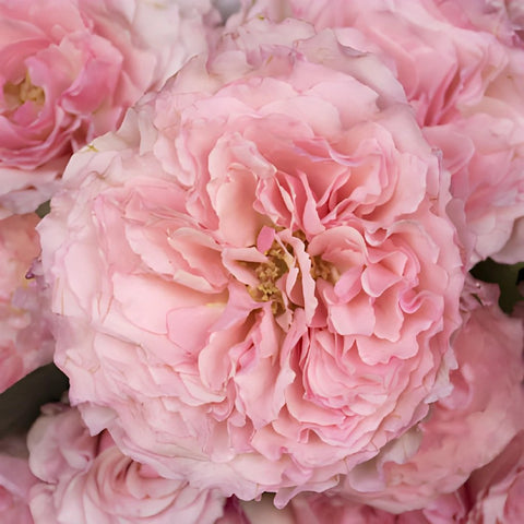 Mayra Pink Garden Roses up close