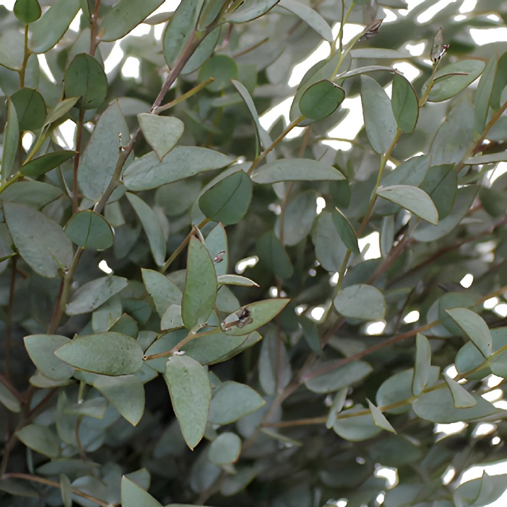 Fresh eucalyptus in bulk  in FiftyFlowers