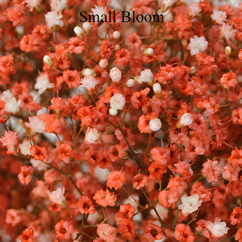 Coral Orange Airbrushed Baby's Breath