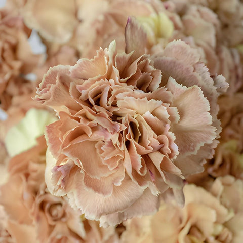 Padi Coral Peach Carnation Flowers Up Close