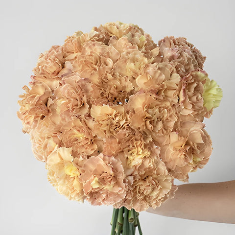 Padi Coral Peach Carnation Flower In a hand
