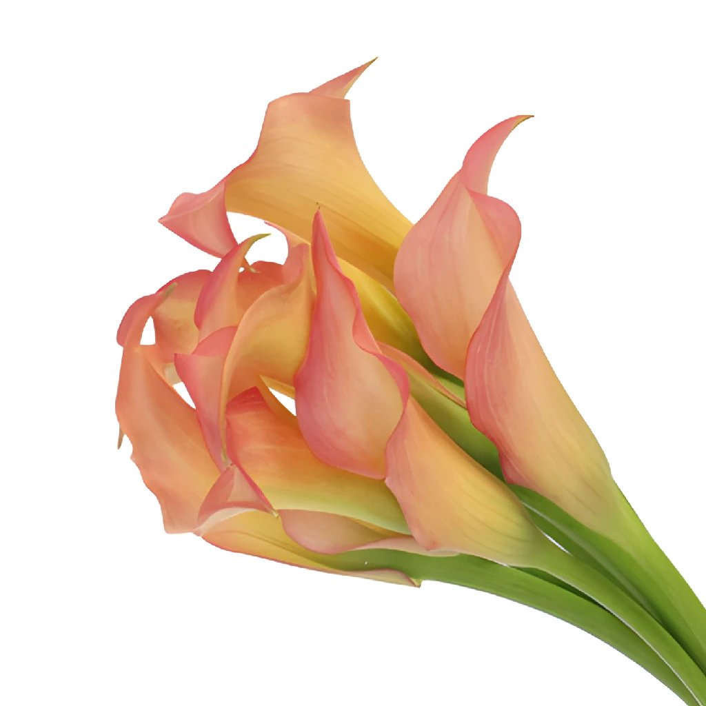 Wholesale calla lilies bulk in FiftyFlowers