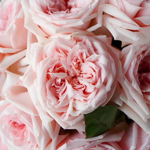 Perfect Pink Garden Roses up close