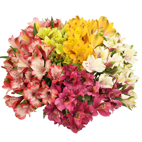 Peruvian Lilies Farm Mix Flower Stem - Image