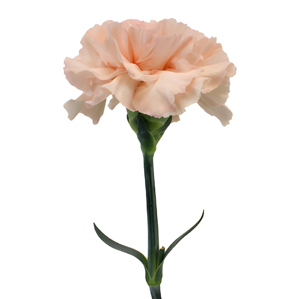 Carnation wholesale in FiftyFlowers