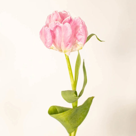 Preppy Pink Parrot Tulip Flower Vase - Image