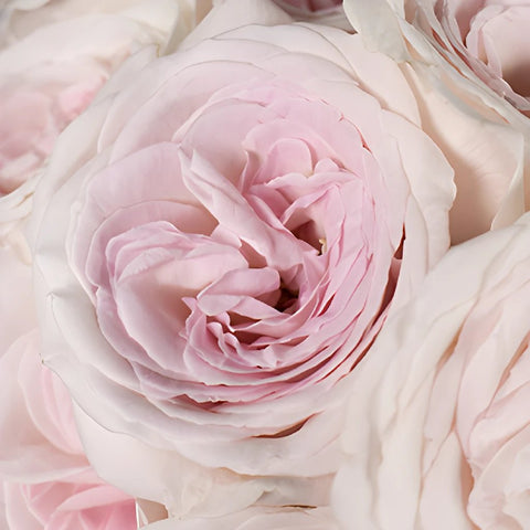 Prince Jardiniere Pink Rose Bloom