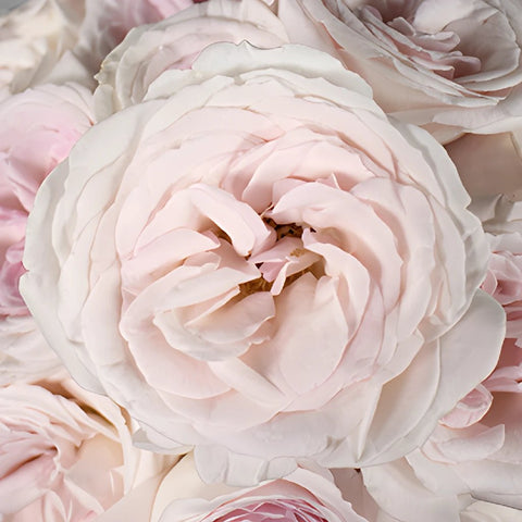 Prince Jardiniere Pink Rose Close Up
