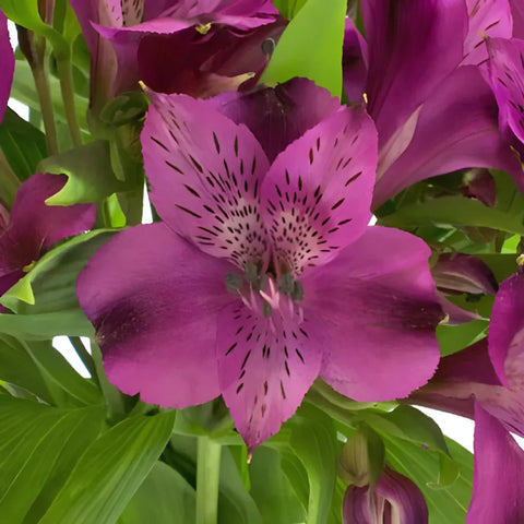 Purple Peruvian Lilies Flower Close Up - Image