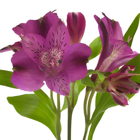 Purple Peruvian Lilies Flower Stem - Image