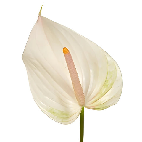 Parisian Mist Designer Anthurium Flower