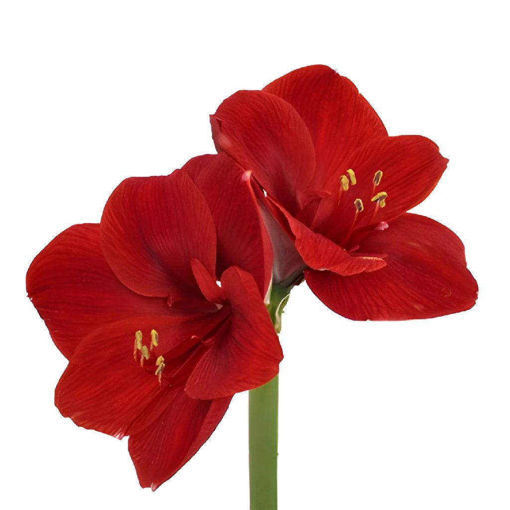 Wholesale amaryllis flower in FiftyFlowers