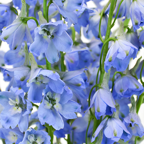Royal Light Blue Delphinium Wholesale Flower Up close