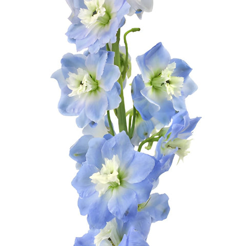 Delphinium Sky Blue Designer Wholesale Flower Stem