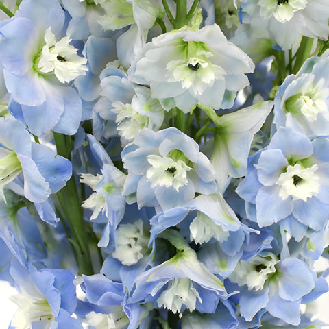 Sky Blue Designer Delphinium Wholesale Flower Up close