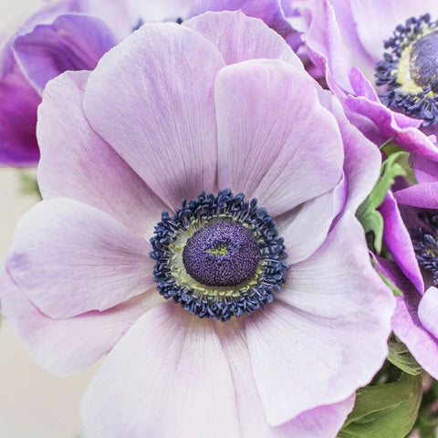 Purple Anemone Wholesale Flower Bunch In Hand